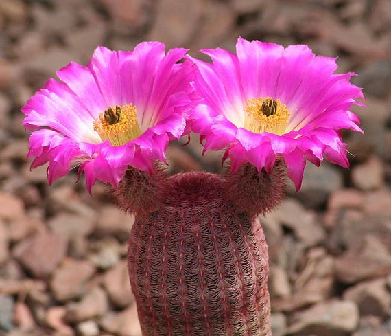 Echinocereus Rigidissimus V Rubrispinus 10 Seeds Rainbow Etsy