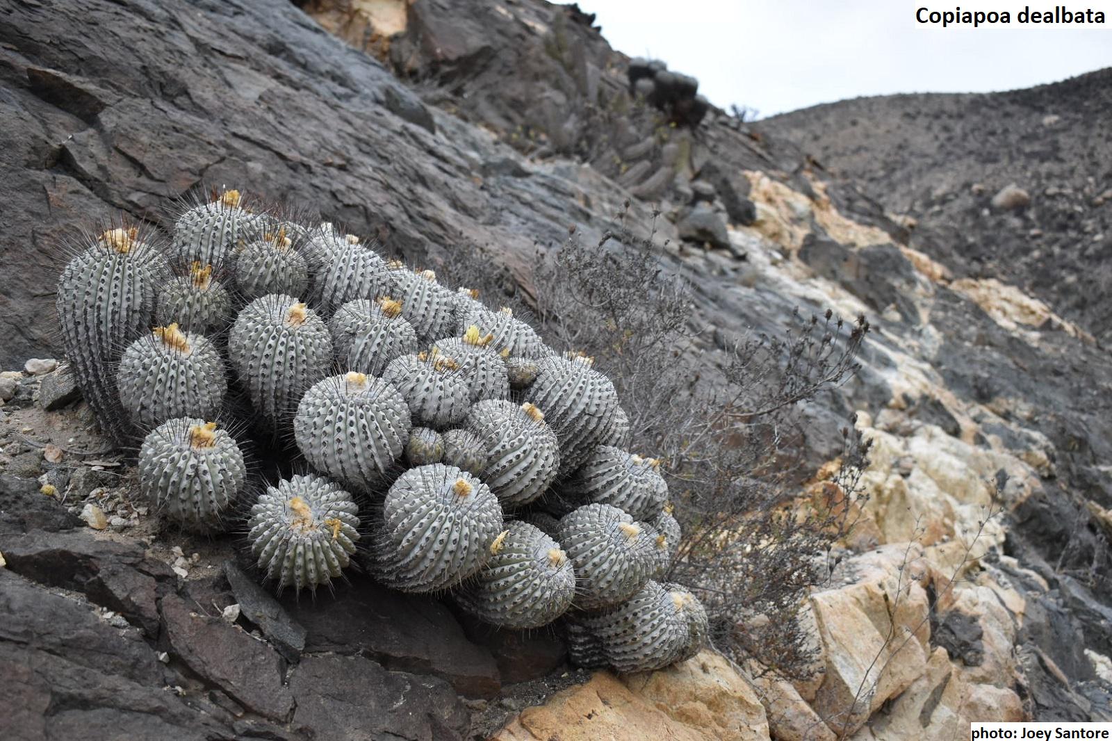 Copiapoa spendata / 10 Samen [Lebensraum gesammelt] - Etsy.de