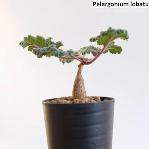 May include: A potted Pelargonium lobatum plant with green, lobed leaves and reddish stems. The plant is in a black pot against a white background. The text "Pelargonium lobatum" is above the plant.