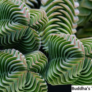 Crassula columnaris / 20 semillas (Templo de Buda)