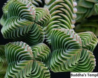 Crassula columnaris / 20 seeds (Buddha's Temple)