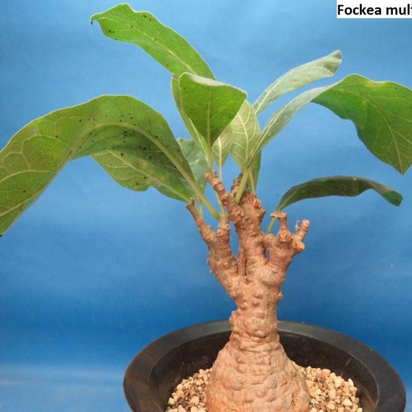 Fockea multiflora / 5 seeds (Python Vine)