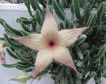 gymnocalycium mihanovichii f. variegata Gymnocalycium Variegata Cactus: A Collector's Rare Jewel  Jardineries  Botanix