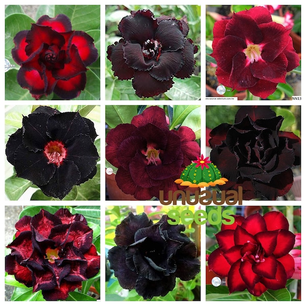 Adenium obesum red & black multipetal mix / 5 seeds (Desert Rose, Sabi Star, Rosy Adenium)