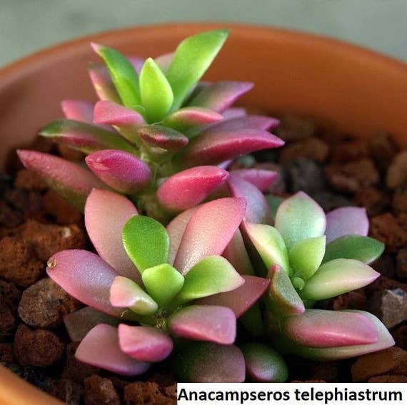 Anacampseros rufescens variegated cactus seed 20 seeds 