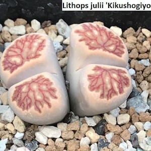 20 Graines Lithops Julii Cactus Fleur