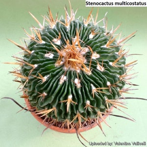 Stenocactus multicostatus / 10 seeds (Brain Cactus)