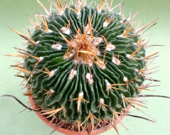 Stenocactus multicostatus / 10 seeds (Brain Cactus)
