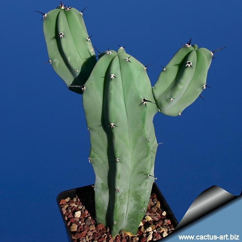 kentiapalme kaufen Kentia Palme (Howea fosteriana)