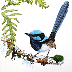Greeting Card - Australian Superb Fairy-Wren (male)