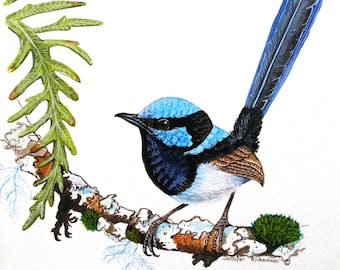 Australische Fairy-Wren Grußkarte: Jennifer Scott Wildlife Art