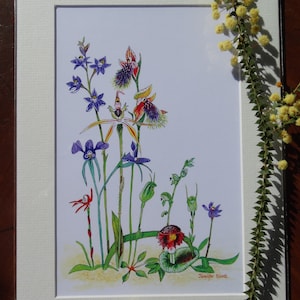 A4 Druck aufgezogen, Australische Erdorchideen, Wandkunst, Jennifer Scott, Wildtierkunst, Sonnenorchidee, Bartorchidee, Spinnenorchidee, Helmorchidee