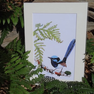 A4 Mounted Print, Superb Fairy Wren, Wall Art, Australian Bird, Wren, Blue Wren, Male Wren, Jennifer Scott, Wildlife Artist, Bluebird, image 1