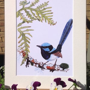 A4 Mounted Print, Superb Fairy Wren, Wall Art, Australian Bird, Wren, Blue Wren, Male Wren, Jennifer Scott, Wildlife Artist, Bluebird, image 6