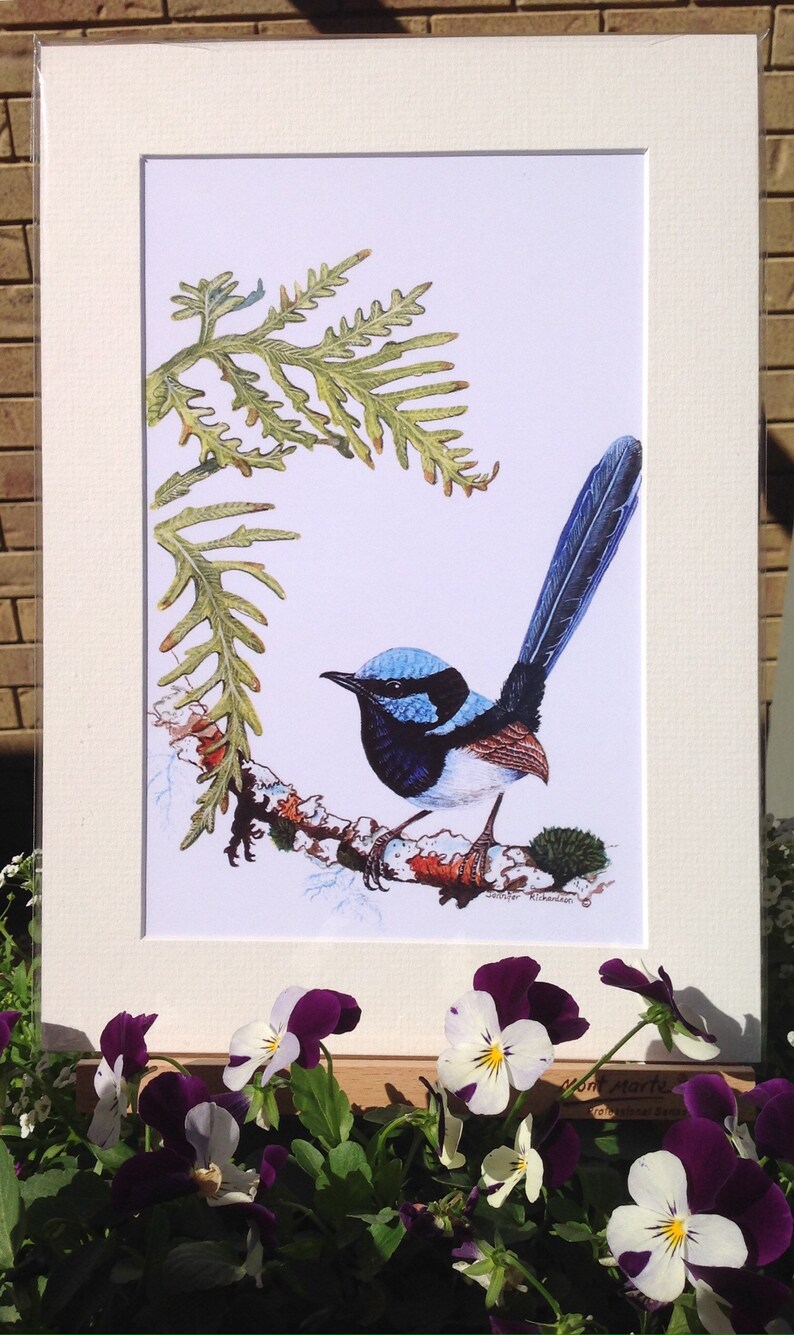 A4 Mounted Print, Superb Fairy Wren, Wall Art, Australian Bird, Wren, Blue Wren, Male Wren, Jennifer Scott, Wildlife Artist, Bluebird, image 6