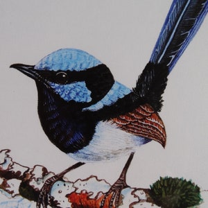 A4 Mounted Print, Superb Fairy Wren, Wall Art, Australian Bird, Wren, Blue Wren, Male Wren, Jennifer Scott, Wildlife Artist, Bluebird, image 3