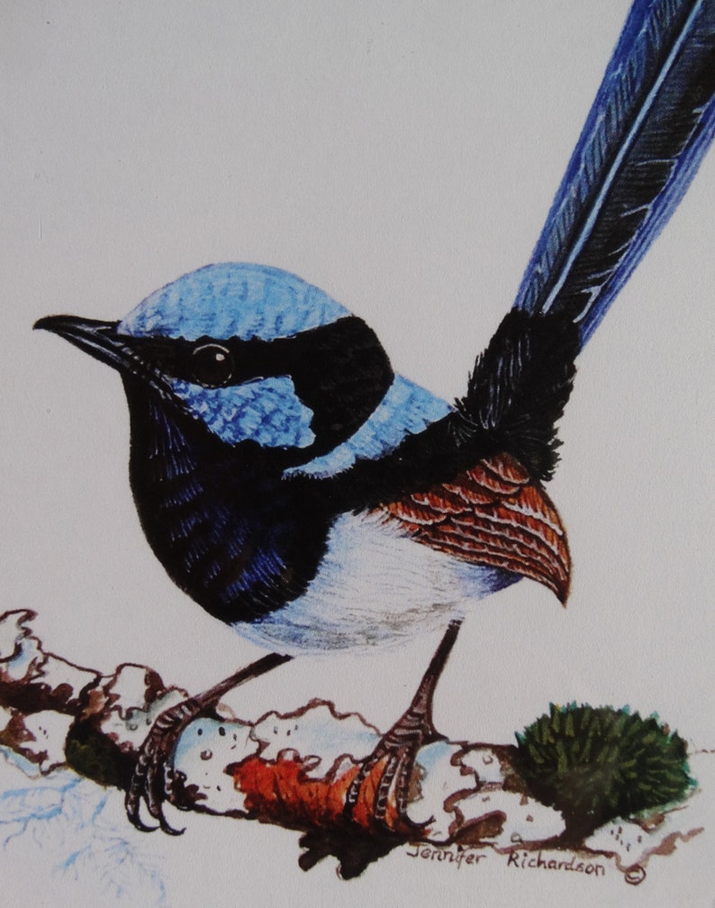 A4 Mounted Print, Superb Fairy Wren, Wall Art, Australian Bird, Wren, Blue Wren, Male Wren, Jennifer Scott, Wildlife Artist, Bluebird, image 3