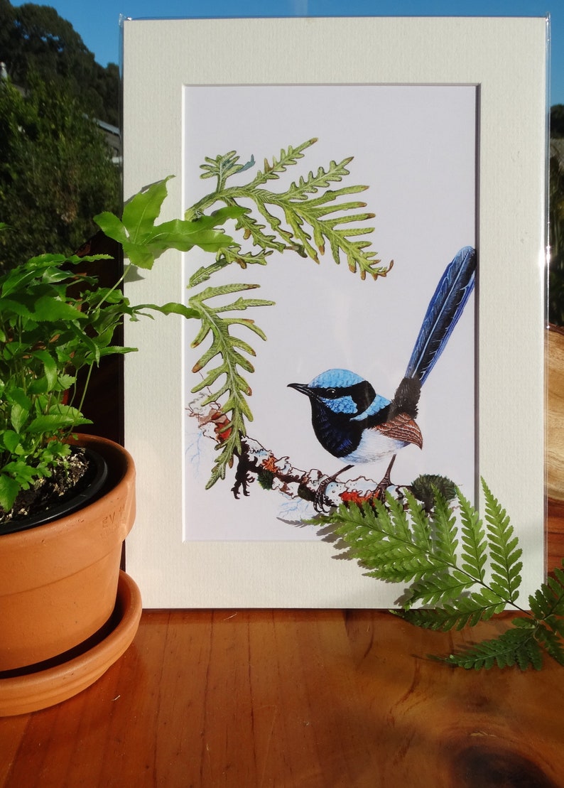 A4 Mounted Print, Superb Fairy Wren, Wall Art, Australian Bird, Wren, Blue Wren, Male Wren, Jennifer Scott, Wildlife Artist, Bluebird, image 2