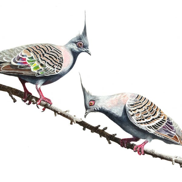 Greeting card - Crested Pigeons, Australian Bird, Australian Pigeon, Iridescent Feathers