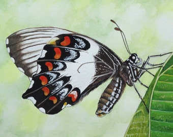 Grußkarte -Obstgarten Schwalbenschwanz Schmetterling