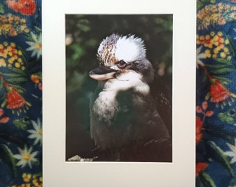 A4 Mounted Print, Laughing Lookaburra  Bird Print, Wall Art, Australian Bird, Jennifer Scott,  Wildlife Artist