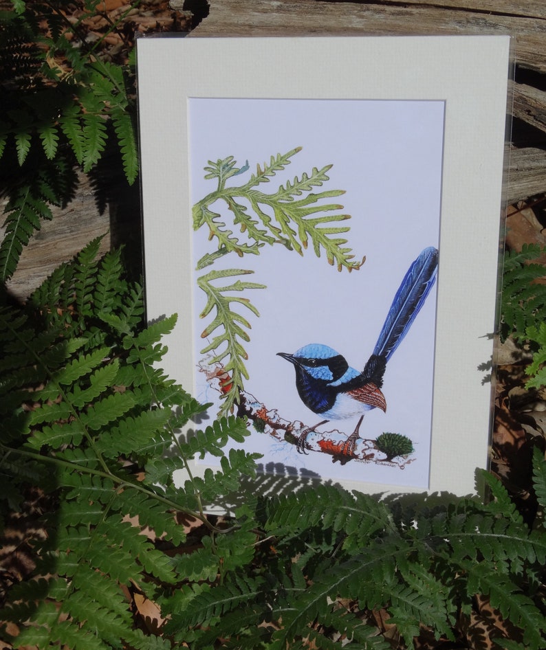 A4 Mounted Print, Superb Fairy Wren, Wall Art, Australian Bird, Wren, Blue Wren, Male Wren, Jennifer Scott, Wildlife Artist, Bluebird, image 1