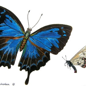 Greeting Card - Two Butterflies - Ulysses Blue butterfly and Big Greasy butterfly