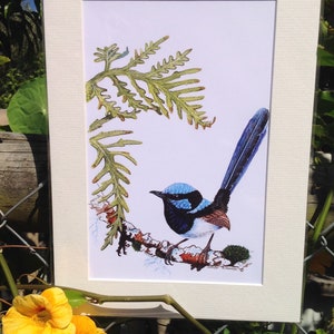 A4 Mounted Print, Superb Fairy Wren, Wall Art, Australian Bird, Wren, Blue Wren, Male Wren, Jennifer Scott, Wildlife Artist, Bluebird, image 5