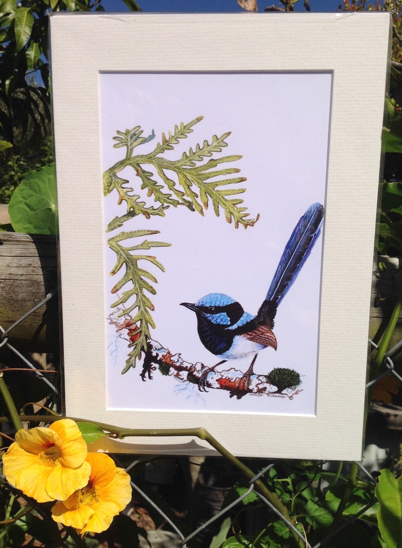 A4 Mounted Print, Superb Fairy Wren, Wall Art, Australian Bird, Wren, Blue Wren, Male Wren, Jennifer Scott, Wildlife Artist, Bluebird, image 5