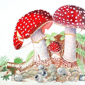 Biglietto d'auguri - Fungo amanita in muschio e gusci di lumaca
