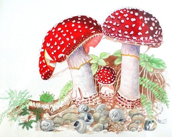 Greeting Card - Fly Agaric Mushroom in moss and snail shells