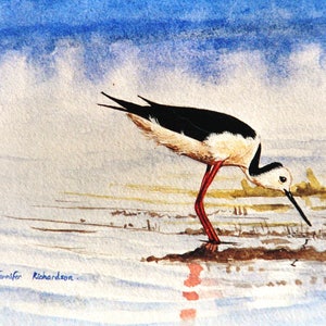 Cartão de felicitações - pernilongo, pássaro australiano, pássaro aquático, pernalta, pássaro na praia, pássaro preto e branco