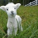 Owner of <a href='https://www.etsy.com/shop/DameGarbosGoods?ref=l2-about-shopname&from_page=listing' class='wt-text-link'>DameGarbosGoods</a>