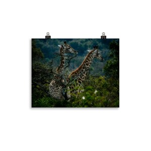 Wild African Giraffes Poster