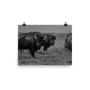 BW Bison Poster