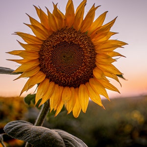 Sunflower- High Resolution Image, Digital Download