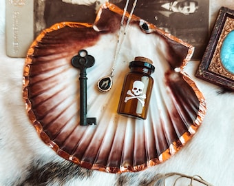 Echte Muschelschale, Schmuckschale, Gothik Wohndekor, Kuriositäten, Kuriositäten, Dekoration, heidnischer Wicca, Altarschmuck