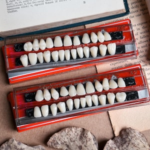 May include: Two sets of artificial teeth displayed in clear plastic cases with red and black accents. The teeth are a creamy white color and arranged in rows. The cases are labeled with text and numbers.