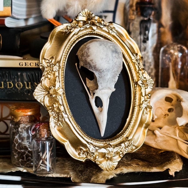 Jackdaw skull frame, gothic oddity frame, curiosities, taxidermy art, osteology, memento Mori mourning art, curio collection, bones, teeth