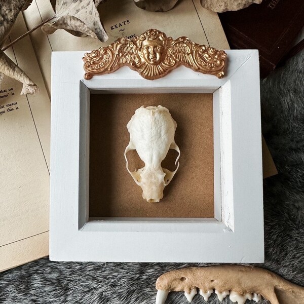 Real mink skull frame, gothic home decor, bone osteology frame, taxidermy, oddities, curio