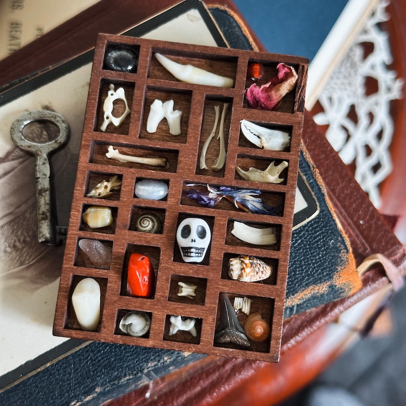 May include: A wooden display box with multiple compartments, each containing a different small object. Items include bones, teeth, shells, and a skull. The box is brown and sits on a stack of old books.