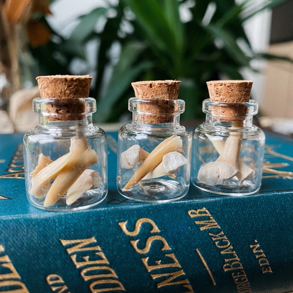 Curiosity specimen jar: shark tooth bottle, taxidermy oddities, alternative gift, gothic home decor, wiccan pagan altar