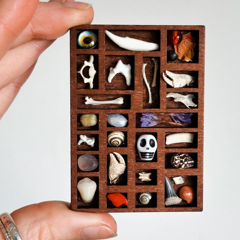 May include: A small, wooden display box with multiple compartments, each containing a different natural object. Items include bones, shells, a tooth, a shark tooth, and a miniature skull. The box is held by a hand.
