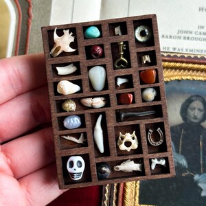 May include: A small, dark wooden display case filled with various curiosities. The compartments hold items like a skull, teeth, bone fragments, a key, and gemstones. The items are arranged in a grid-like pattern.