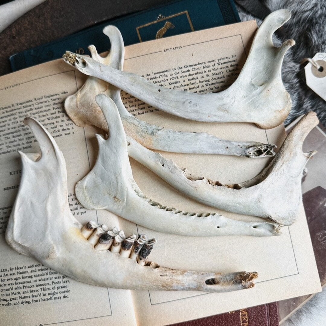 5x Deer Jaws Taxidermy Art Oddities Curiosities Wiccan Etsy
