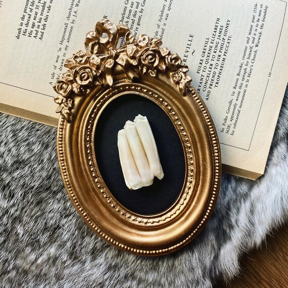 memento mori taxidermy oddities and curiosities LARGE cow tooth within decorative filigree frame