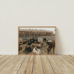 Puede incluir: Una fotografía de un gran grupo de vacas marrones y blancas descansando en un corral de tierra. Las vacas están frente a una estructura de gradas de madera con gente sentada en las gradas.