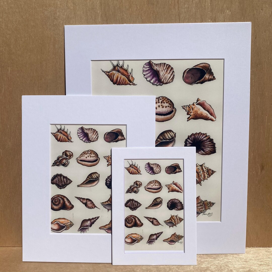 Seashell Print, Watercolor Print Matted - Etsy