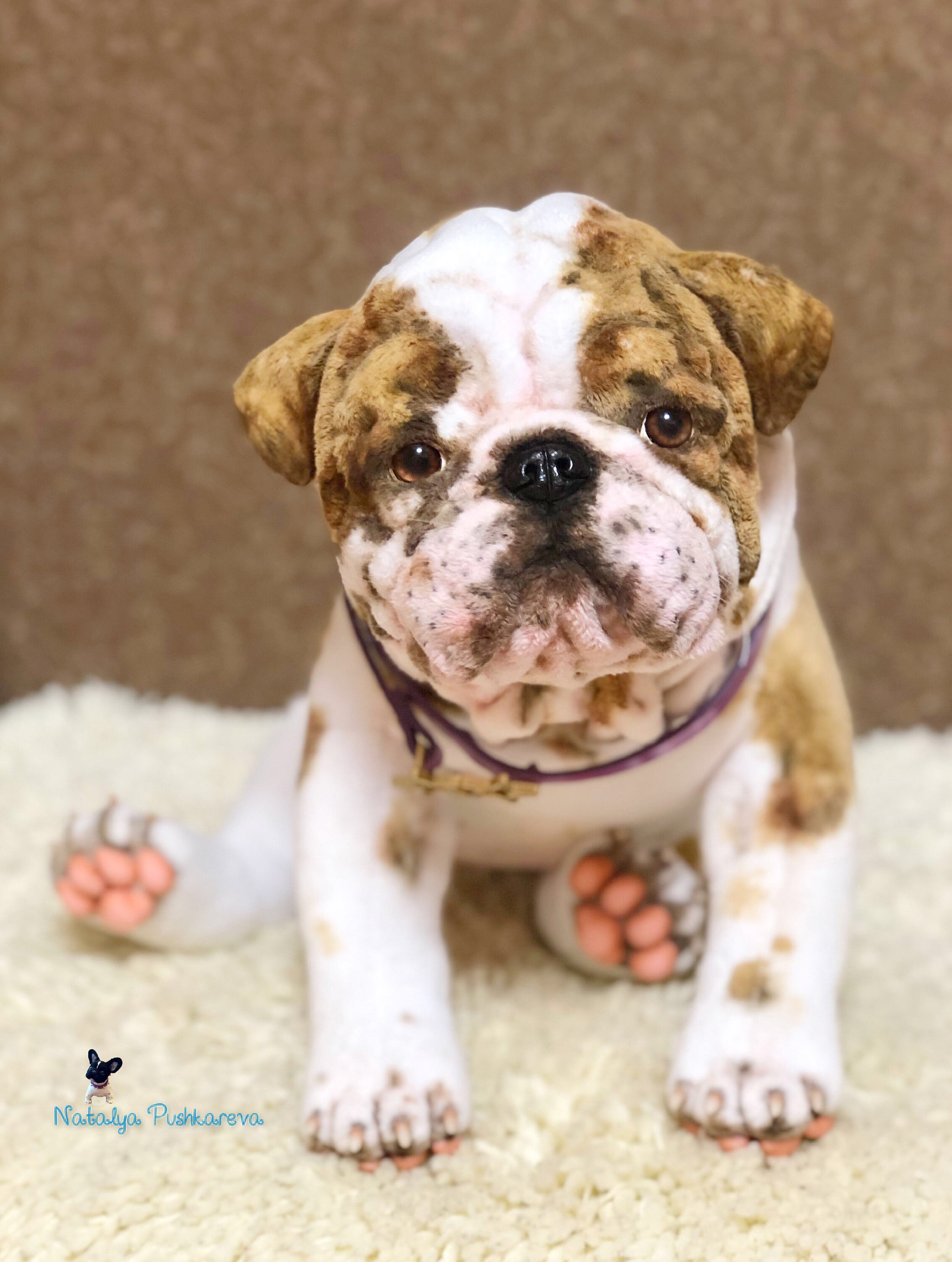 Realistic Toy English Bulldog Puppy/dog 177 in 45cm MADE TO Etsy