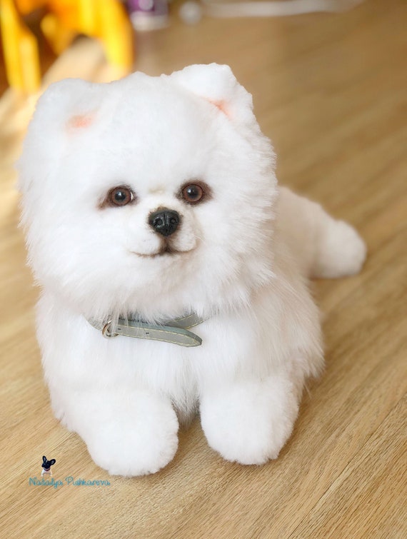 toy spitz dog